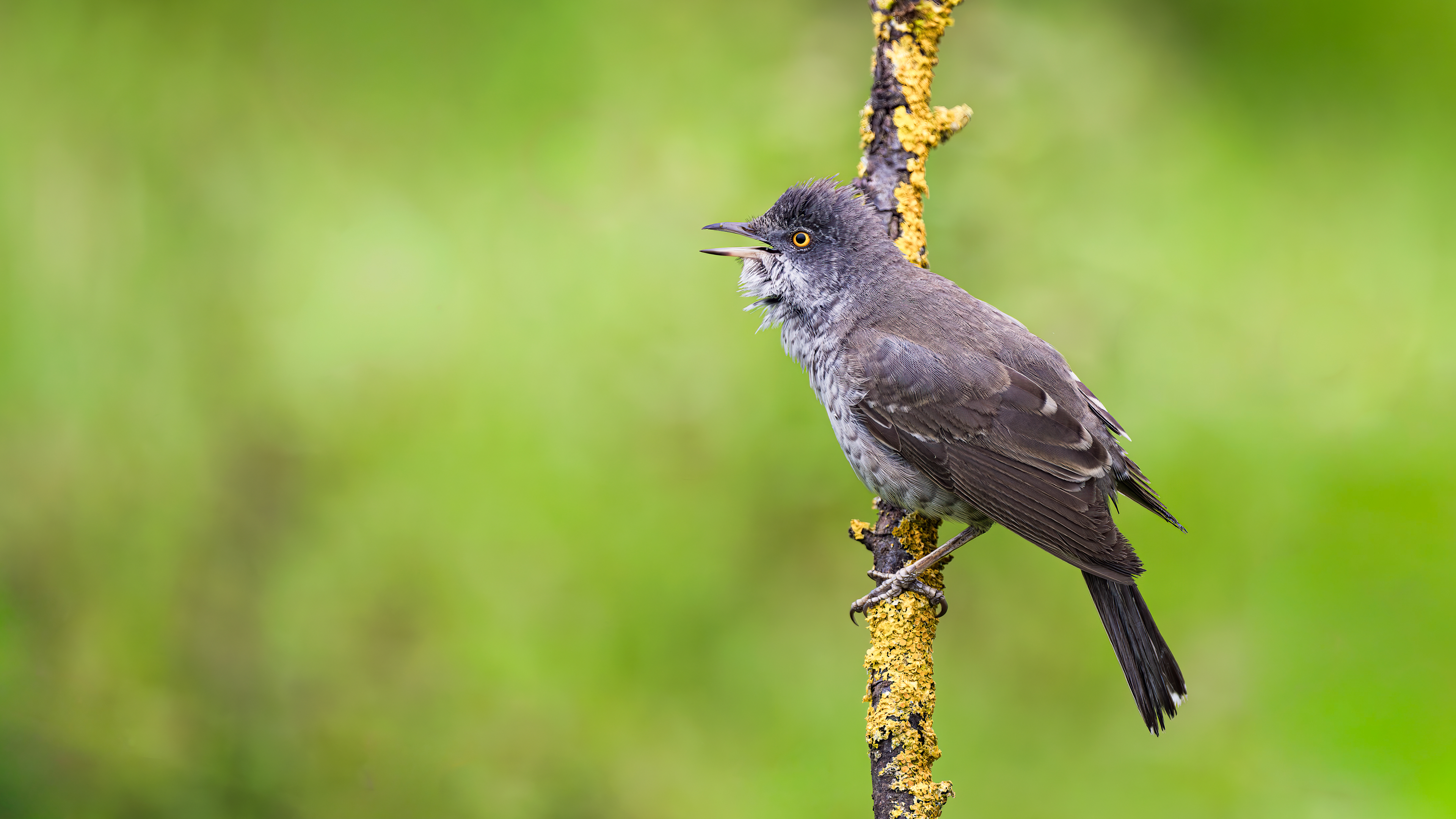 Barred Warbler